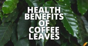 11 Potential Health Benefits Of Coffee Leaves