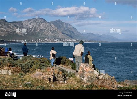 South Africa Western Cape Hermanus Whale Watchers On The Lookout For Southern Right Whales