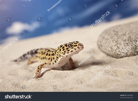 Leopard Gecko Lizard On Sand Stock Photo 95082865 Shutterstock