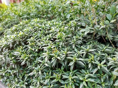 20 Evergreen Shrubs That Are Perfect for Shade