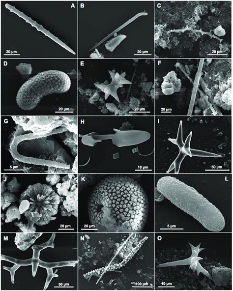 Examples of spicules embedded in the sediment inside the coralligenous... | Download Scientific ...