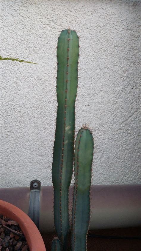 Columnar Cactus Identification