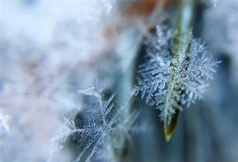 Bakgrundsbilder träd vatten natur gren snö vinter växt blad