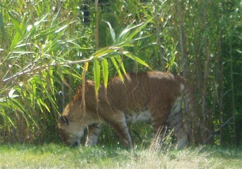 Natural World: Panthera Hybrids