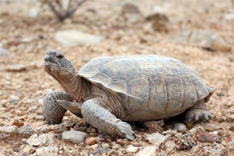 Biology Of Desert Tortoises Desert Tortoise Council