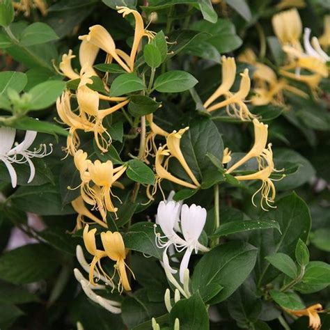 Lonc Lonicera Japonica Halliana Kerti N V Nyek Fitoland Hu Az