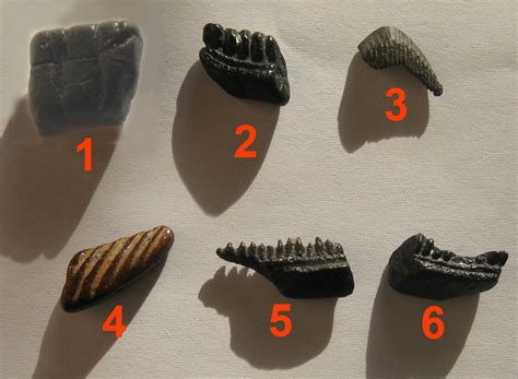 Stingray Teeth - Fossil ID - The Fossil Forum