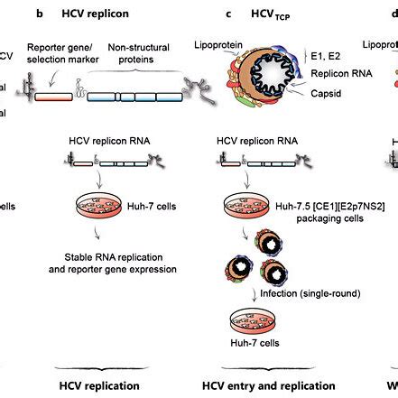 Important Hcv Cell Culture Systems Cell Based Hcv Infection And