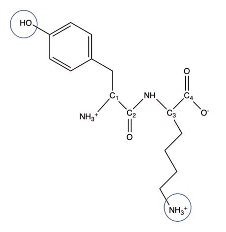 How To Draw A Dipeptide - Stealking