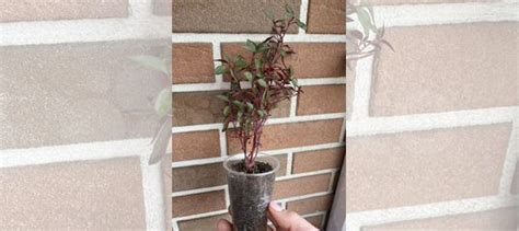 Плектрантус. Ампельное растение для вашего сада купить в Москве ...