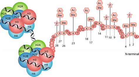 Inducible Covalent Posttranslational Modification Of Histone H3