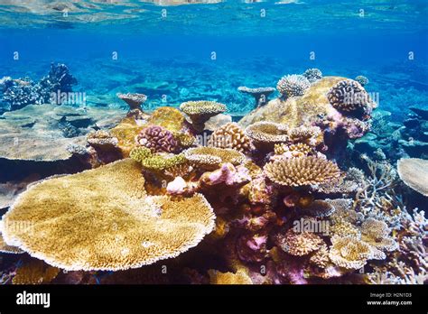 Coral reef at Maldives Stock Photo - Alamy