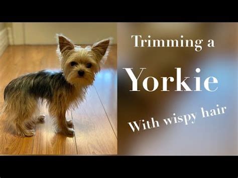 Yorkie Grooming! | Yorkie, Yorkie haircuts, Grooming yorkies