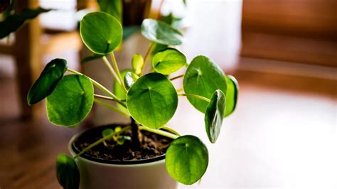 Planta Chinesa Do Dinheiro Como Cuidar Da Pilea Peperomioides