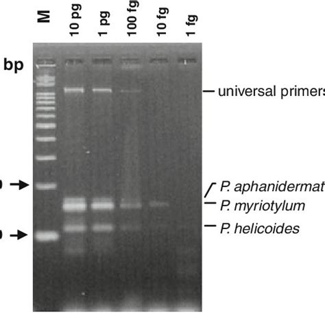 Sensitivity Of Multiplex PCR For Pythium Aphanidermatum P Myriotylum