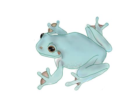 Whites Tree Frog By Pjaroo On Deviantart