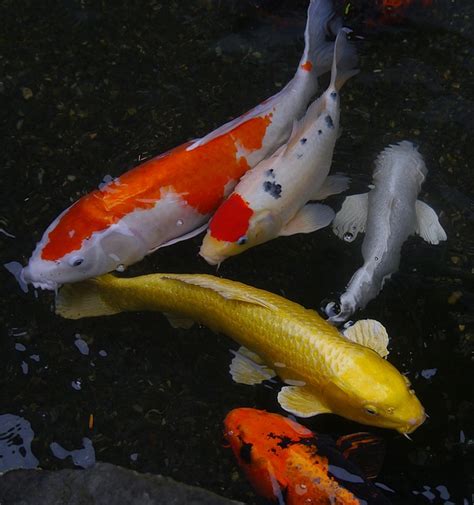 Carpas Koi Cyprinus Carpio En Aquarium Costa De Almer A