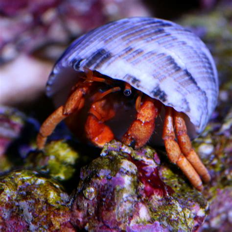 Buy Scarlet Reef Hermit Crab Reef Inverts For Sale Vivid Aquariums