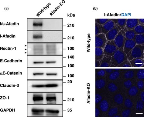 Requirement Of The Factinbinding Activity Of Lafadin For Enhancing