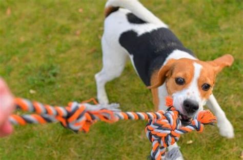 Top Profiss Es Para Quem Gosta De Animais