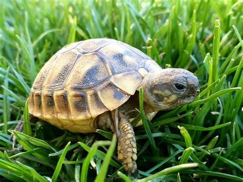 How To Get A Turtle Out Of Its Shell Cuteness