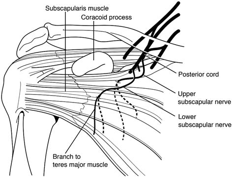 Lower Subscapular Nerve Hot Sex Picture