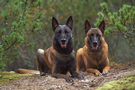 12 Belgian Malinois Colors (With Info & Pictures) – Dogster