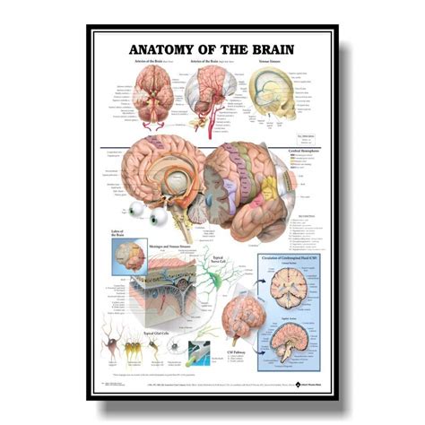 Buy Muscular System Anatomical Muscle Anatomy Chart Anatomical Chart ...