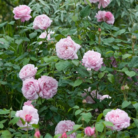 Mary Rose English Shrub Rose David Austin Roses