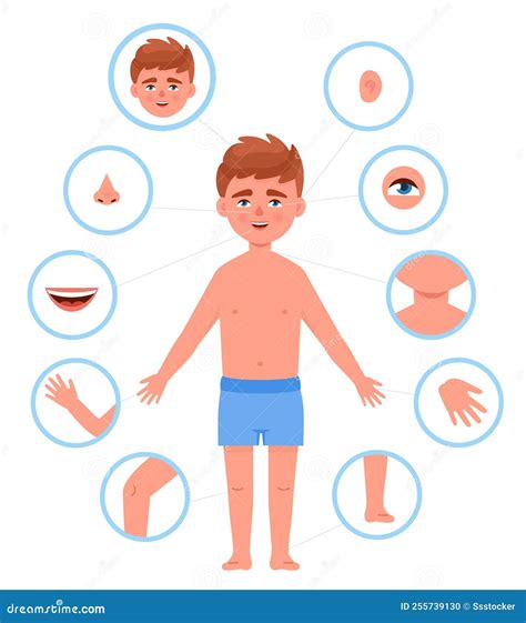 Partes Del Cuerpo Del Niño Anatomía Infantil Corte Humano Parte De