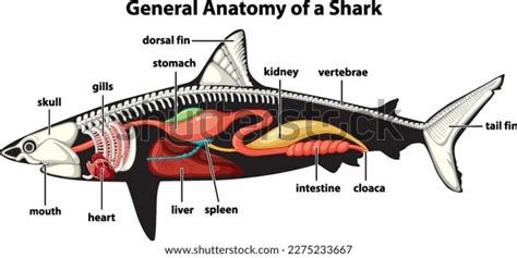 General Anatomy Shark Diagram Illustration Stock Vector Royalty Free