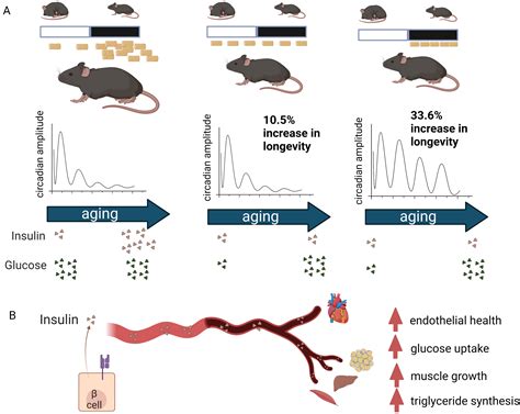 The Importance Of “when” In Calorie Restriction Induced Lifespan Extension