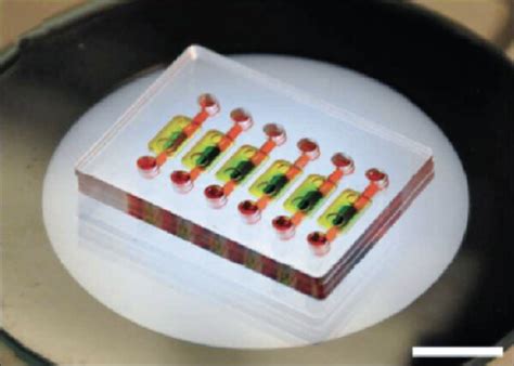 Lung Airway On A Chip Device Design And Fabrication A Schematic Of