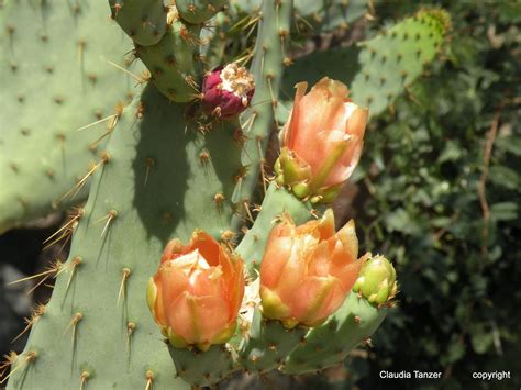 Claudia Tanzer-Photographer: Arizona desert plants