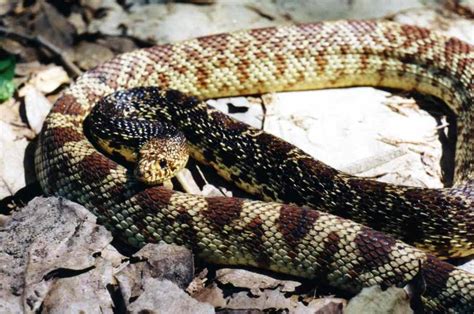 Reptile Facts - unknown-endangered: Louisiana pine snake...