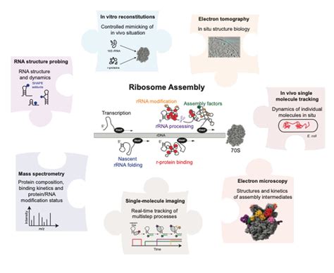 Overview Of The Biochemical Structural And Biophysical Methods For