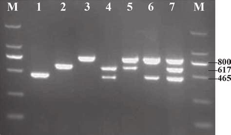 Detection Of The 3 Enterotoxin Genes Using Single And Multiplex PCR M