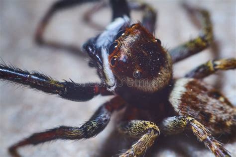 Jumping Spider Macro Photography Stock Image - Image of background ...