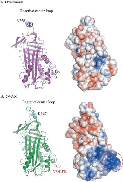 Modeling of OVAX from the three-dimensional structure of ovalbumin. A ...