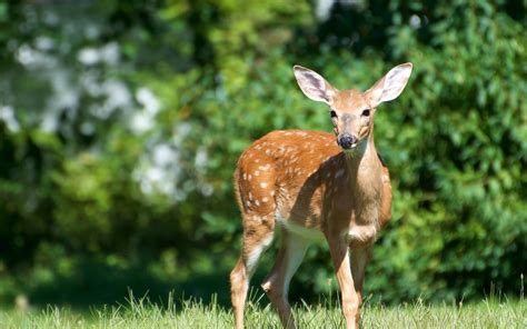 Deer Full Hd Wallpaper And Background Image 2560x1600 Id363739