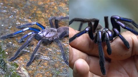 Rare electric blue tarantula discovered in Thailand