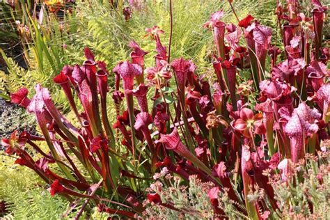 Des Plantes Carnivores Chez Soi La Terre Est Un Jardin