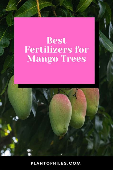 Best Fertilizers For Mango Trees — A Buyers Guide 2022