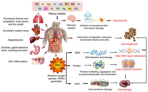 Toxics Free Full Text Toxicity Of Heavy Metals And Recent Advances