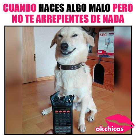 20 Memes De Perros Que Te Harán Llorar De La Risa