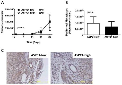 Cell Surface Lactate Receptor Gpr Is Crucial For Cancer Cell Survival