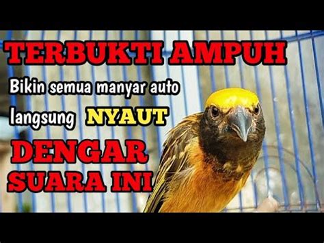 Burung Manyar Gacor Variasi Kenari Ampuh Buat Masteran Dan Pancingan