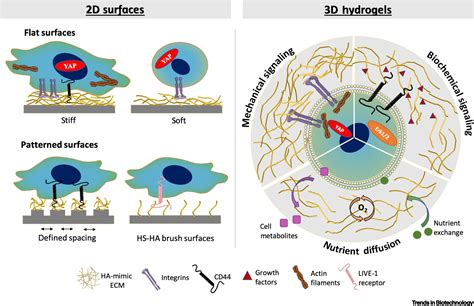 Extracellular Matrix Mimics Using Hyaluronan Based Biomaterials Trends