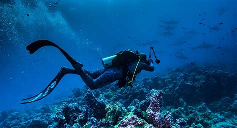 SCUBA Diving Options in the Galapagos Islands: What You Need to Know