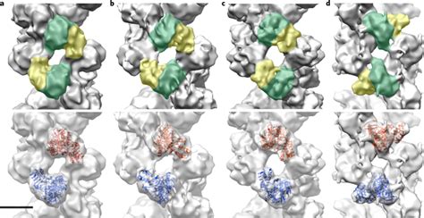 Structural Insights Into Influenza A Virus Ribonucleoproteins Reveal A